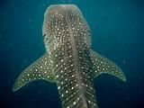 Djibouti - Whale Shark in Djibouti - 25